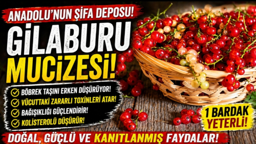 Şifa Deposu Gilaburu: Böbrek Taşı, Kolesterol, Şişkinlik… Hepsine Tek Çözüm mü?