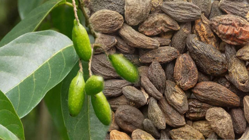 Kritik Uyarı! Kara Halilede Yeni Dönem Başladı: Zayıflama, Sindirim ve Sağlık Üzerindeki Şaşırtıcı Etkiler